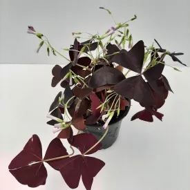 4" oxalis purple