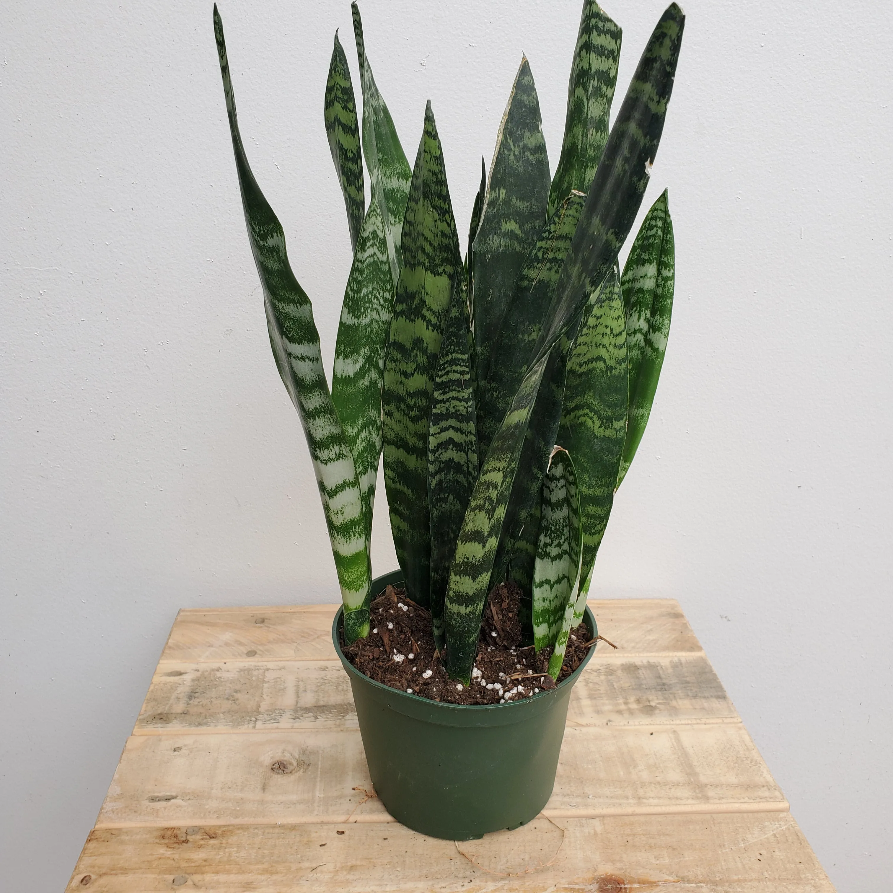 6" sansevieria black coral